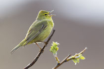 Orange-crowned Warbler Singing by Danita Delimont