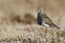 Pectoral Sandpiper by Danita Delimont