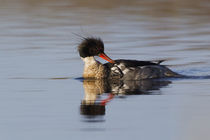 Red-breasted Merganser Preening by Danita Delimont