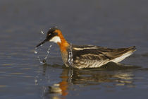 Red-necked Phalarope by Danita Delimont