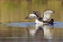 Red-throated Loon by Danita Delimont