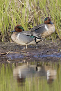 Green-winged Teal Drakes by Danita Delimont