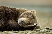 Brown Bear, Katmai National Park, Alaska by Danita Delimont