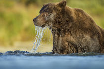 Brown Bear, Katmai National Park, Alaska by Danita Delimont