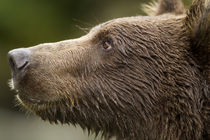 Brown Bear Cub, Katmai National Park, Alaska by Danita Delimont