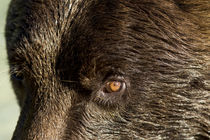 Brown Bear, Katmai National Park, Alaska von Danita Delimont