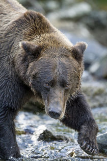 Brown Bear, Katmai National Park, Alaska by Danita Delimont