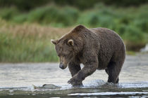 Brown Bear and Salmon, Katmai National Park, Alaska von Danita Delimont
