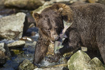 Brown Bear and Salmon, Katmai National Park, Alaska von Danita Delimont