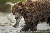 Brown Bear and Spawning Salmon, Katmai National Park, Alaska by Danita Delimont