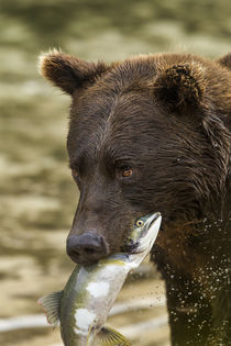 Brown Bear, Katmai National Park, Alaska by Danita Delimont