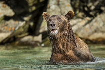 Brown Bear, Katmai National Park, Alaska by Danita Delimont