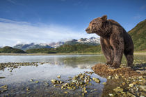 Brown Bear, Katmai National Park, Alaska von Danita Delimont