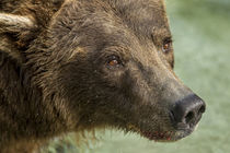 Brown Bear, Katmai National Park, Alaska von Danita Delimont