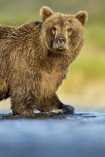 Brown Bear, Katmai National Park, Alaska von Danita Delimont