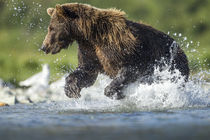 Brown Bear, Katmai National Park, Alaska von Danita Delimont