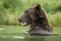 Brown Bear, Katmai National Park, Alaska von Danita Delimont