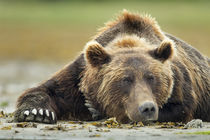 Brown Bear, Katmai National Park, Alaska by Danita Delimont