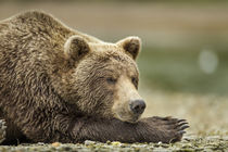 Brown Bear, Katmai National Park, Alaska by Danita Delimont