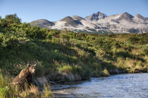 Brown Bear, Katmai National Park, Alaska von Danita Delimont