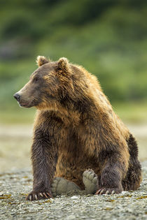 Brown Bear, Katmai National Park, Alaska von Danita Delimont