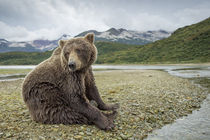 Brown Bear, Katmai National Park, Alaska von Danita Delimont