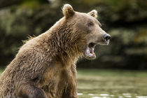 Brown Bear, Katmai National Park, Alaska by Danita Delimont