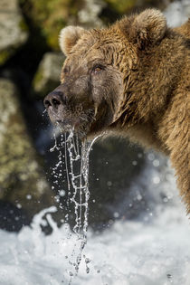 Brown Bear, Katmai National Park, Alaska von Danita Delimont