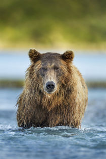 Brown Bear, Katmai National Park, Alaska by Danita Delimont