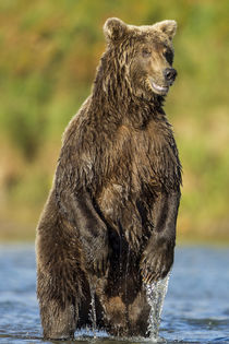 Brown Bear, Katmai National Park, Alaska von Danita Delimont