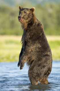 Brown Bear, Katmai National Park, Alaska by Danita Delimont