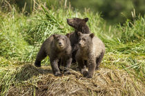 Brown Bear Cubs, Katmai National Park, Alaska by Danita Delimont