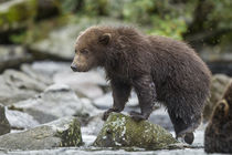 Brown Bear, Katmai National Park, Alaska by Danita Delimont