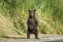 Brown Bear Spring Cub, Katmai National Park, Alaska by Danita Delimont