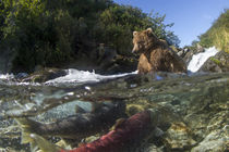 Brown Bear and Spawning Salmon, Katmai National Park, Alaska von Danita Delimont