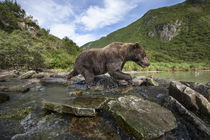 Brown Bear, Katmai National Park, Alaska von Danita Delimont