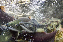 Spawning Salmon, Katmai National Park, Alaska by Danita Delimont