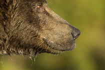 Brown Bear, Katmai National Park, Alaska von Danita Delimont