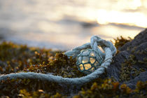 USA, Southeast Alaska near Ketchikan, Japanese glass fishing float. by Danita Delimont