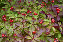 USA, Alaska, Hatchers Pass, Bunch Berry by Danita Delimont