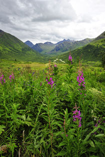 Wildflowers in bloom in valley between mountains in Alaskan summer by Danita Delimont