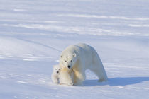 USA, Alaska, North Slope, 1002 area of the Arctic National W... von Danita Delimont