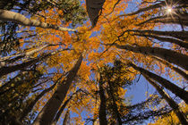 View of Aspens looking into Sky by Danita Delimont