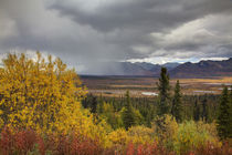 Autumn Color along the Glennallen Highway von Danita Delimont