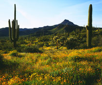 Arizona Desert Wildflowers by Danita Delimont