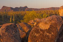 USA, Arizona, Pima County, Saguaro National Park, Sonoran Desert by Danita Delimont