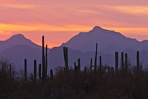 USA, Arizona, Saguaro National Park, Sonoran Desert von Danita Delimont