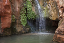 USA, Arizona, Grand Canyon National Park von Danita Delimont