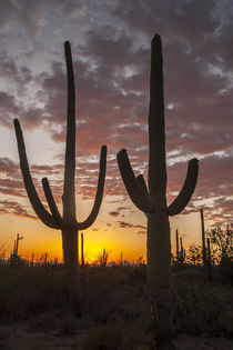 USA, Arizona, Saguaro National Park von Danita Delimont