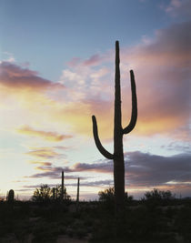 USA, Arizona, Organ Pipe Cactus National Monument, Saguaro C... by Danita Delimont